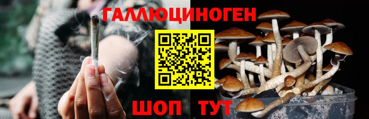 Псилоцибиновые грибы Psilocybine cubensis Мурманск
